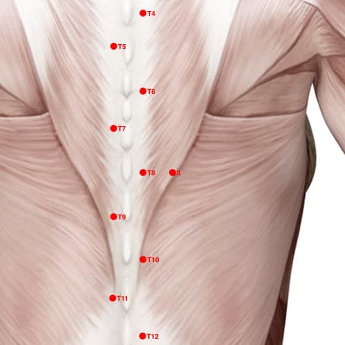 Location of acupuncture point XB03 (Stomach Controller Lower Shu)