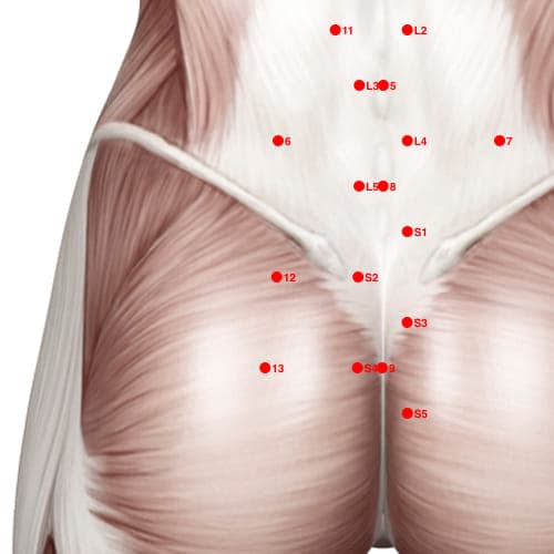 Location of acupuncture point XB12 (Root)