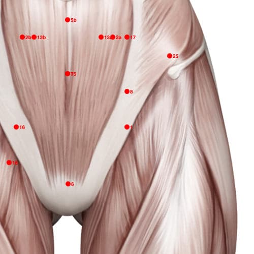 Extra Points: Chest & Abdomen – location of XC01