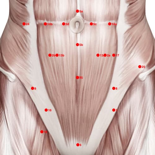 Location of acupuncture point XC07 Liniaoxue (Diuretic)