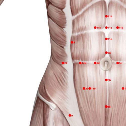 Location of acupuncture point XC24 Fujisong (Abdominal Muscle)