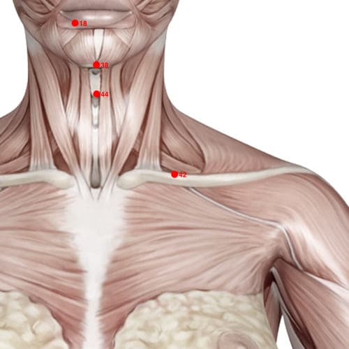 Location of acupuncture point XH42 (Upper Arm)