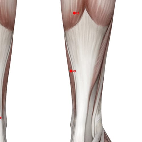 Location of acupuncture point XL23 (Child Palace Neck (Cervix))