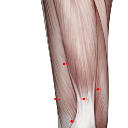 Location of acupuncture point XL26 (Four Strong)
