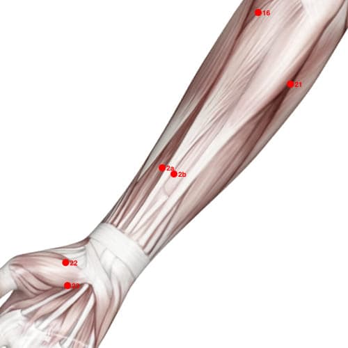 XU02B acupoint