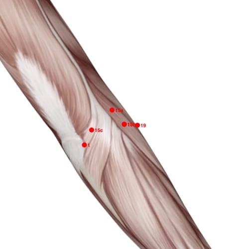Location of acupuncture point XU13 (Upper Capital)