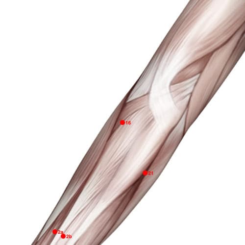 Location of acupuncture point XU16 (Broken Red (Blood))