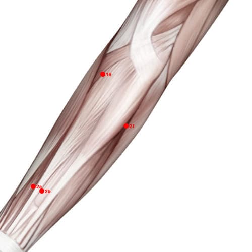 XU21 acupoint