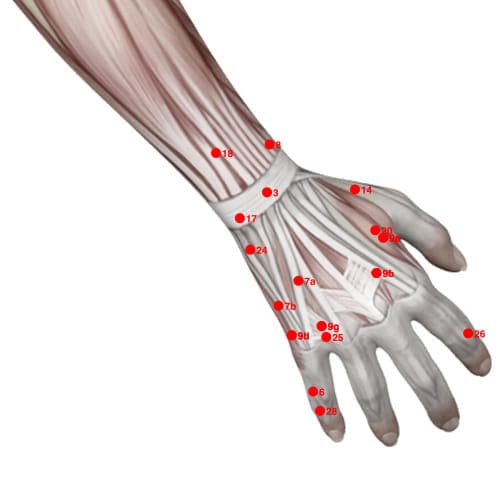 Location of acupuncture point XU24 (Spirit Bone)