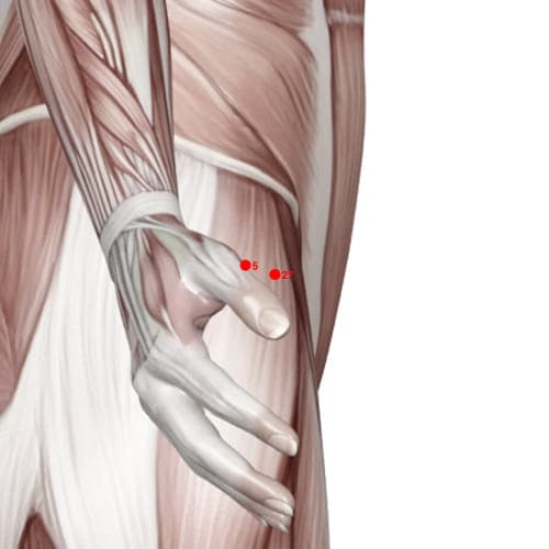 Location of acupuncture point XU27 (Child Palm)