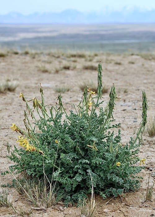 Corydalis stricta