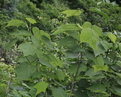 Alangium platanifolium