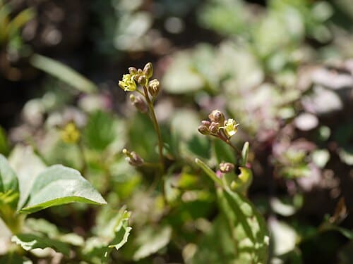 Rorippa indica