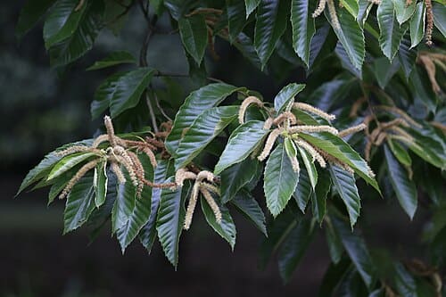 Castanea mollissima