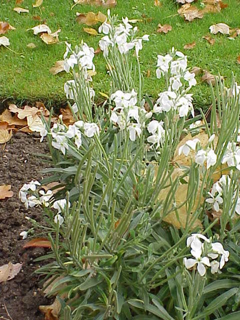 Matthiola incana