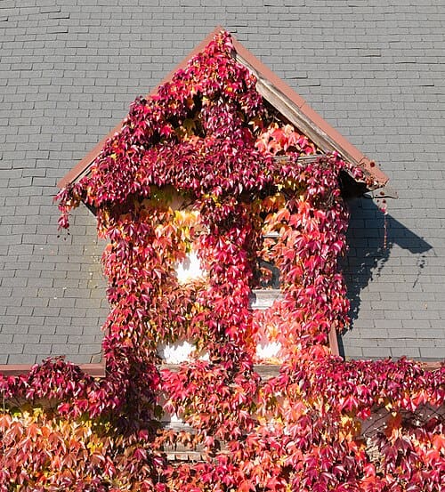 Parthenocissus tricuspidata