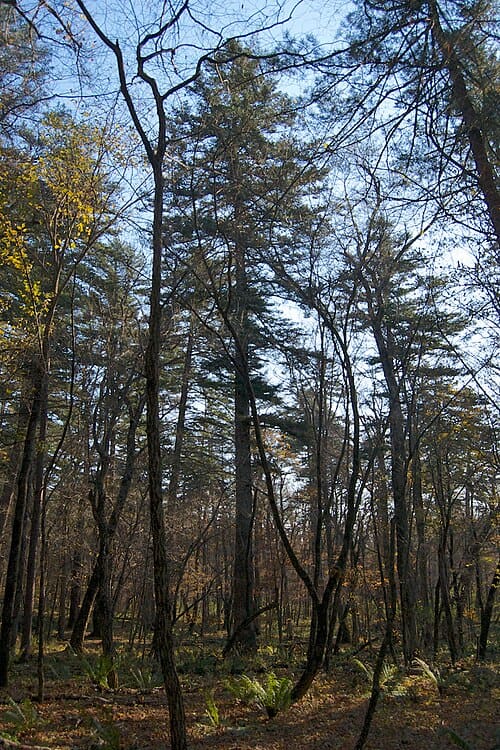 Abies nephrolepis