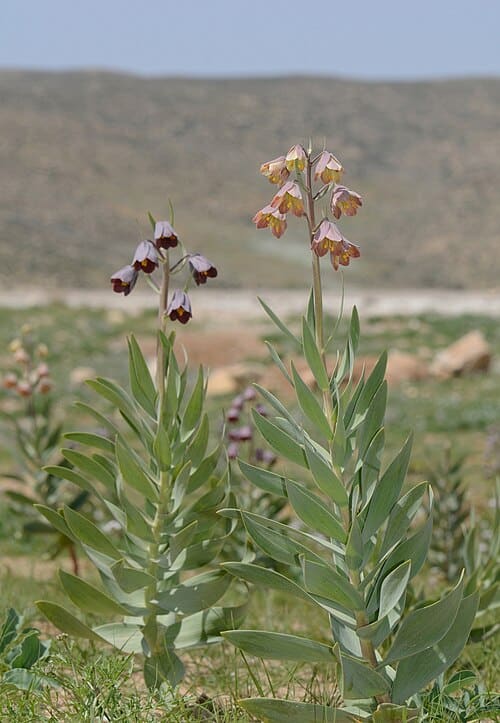 Fritillaria persica