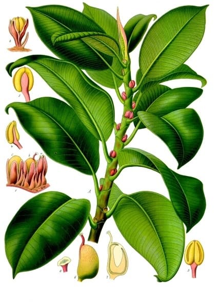 Ficus, standing in for Ficus viridis
