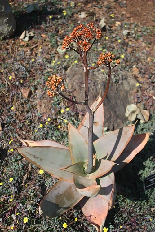 Aloe striata