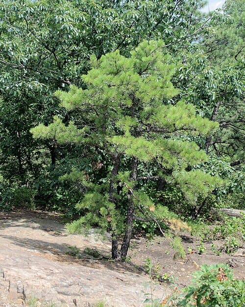 Pinus rigida