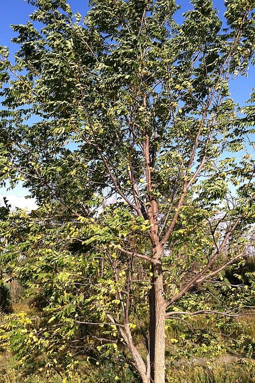 Juglans nigra