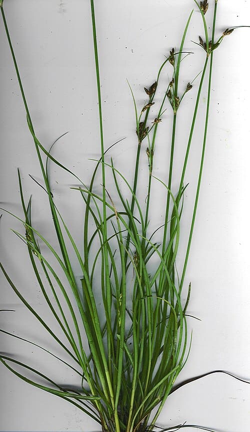 Fimbristylis dichotoma