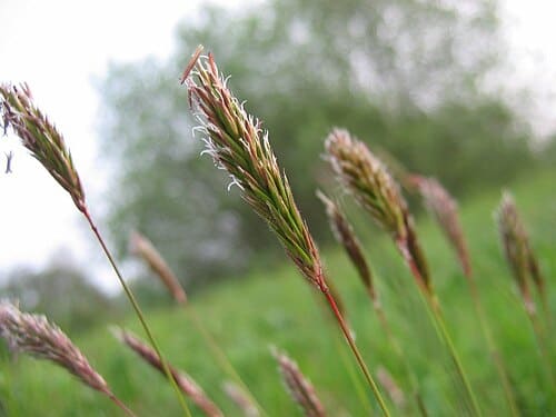 Anthoxanthum