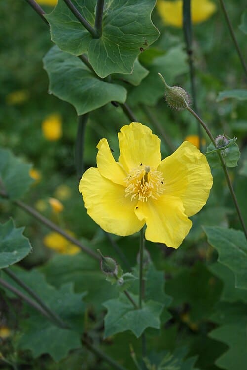 Dicranostigma