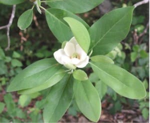 Magnoliaceae, standing in for Houpoea officinalis
