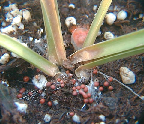 Sclerotium, standing in for Sclerotium rolfsii