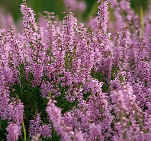 Calluna, standing in for Calluna cinerea