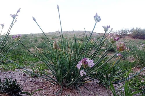Allium mongolicum