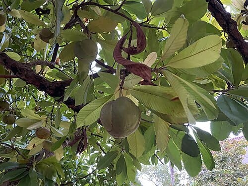 Dillenia indica