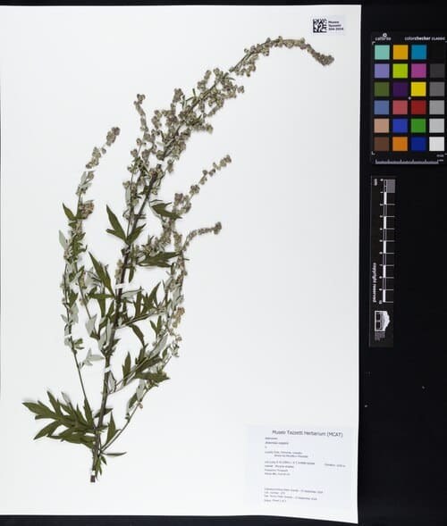 Artemisia vulgaris