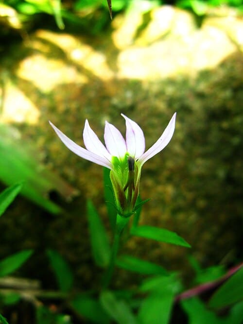 Lobelia chinensis