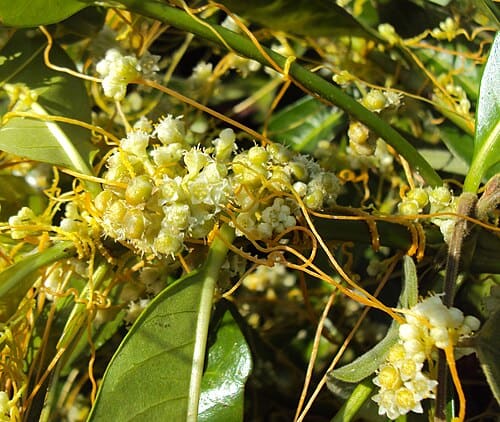 Cuscuta chinensis