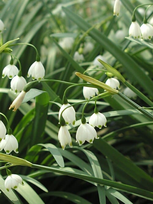 Leucojum aestivum