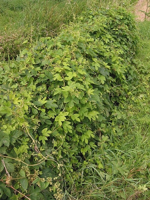 Humulus lupulus