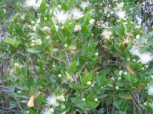 Myrtus, standing in for Myrtus grandifructosa