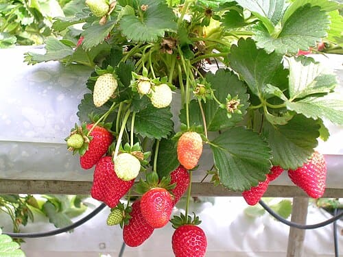 Fragaria × ananassa