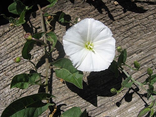 Convolvulus, standing in for Convolvulus spinosus