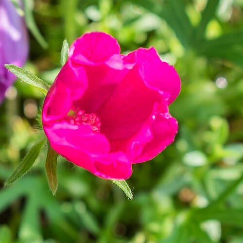 Callirhoe involucrata