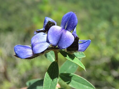 Crotalaria sessiliflora