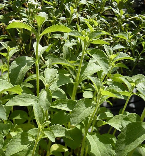 Stevia rebaudiana