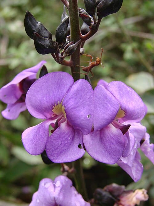 Dioclea grandiflora
