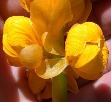 Senna alata