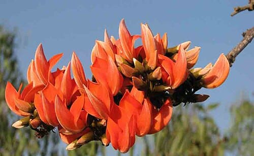 Butea monosperma
