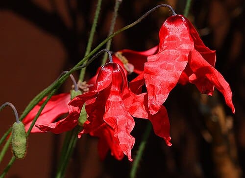 Meconopsis punicea
