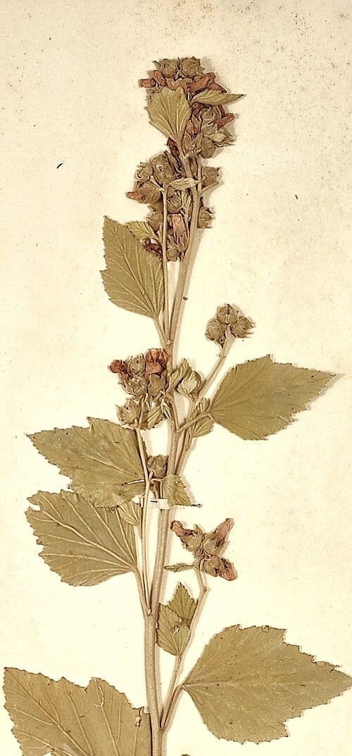 Althaea officinalis